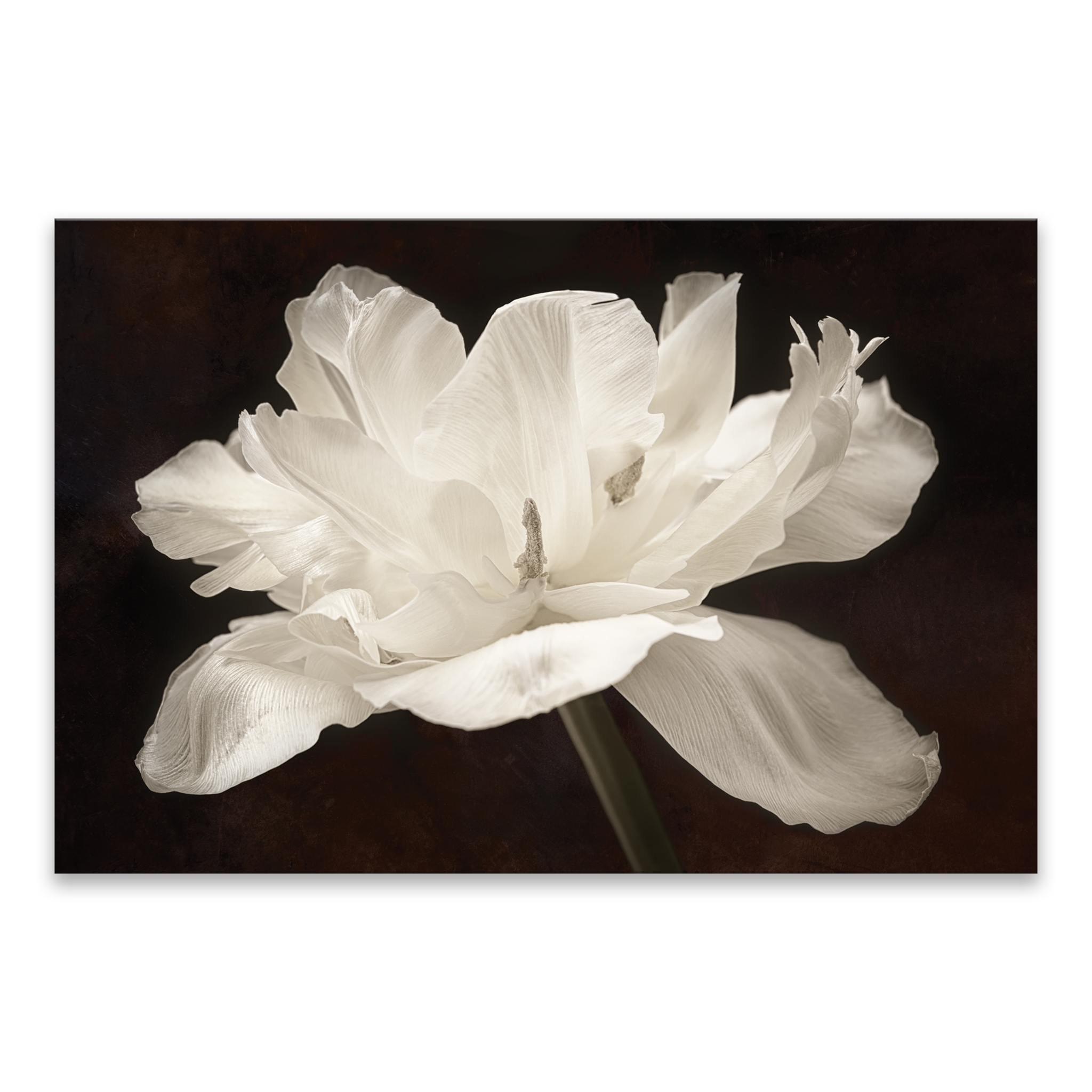 White Tulip Canvas Art Print Kirklands
