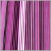Multicolored Fuchsia