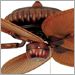 Tortoise Shell with Narrow Oval Brown-Red Palm