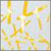 White with Yellow