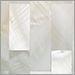 White Shell