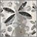 Damselfly