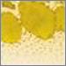 Yellow and White