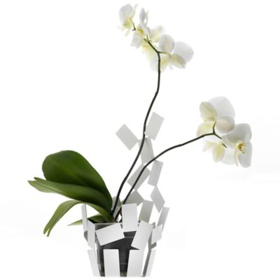 La Stanza Dello Scirocco Cachepot by Alessi