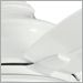 White with White