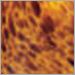 Amber Leopard
