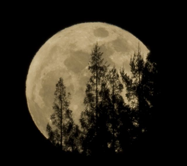 Moon Perigee Trees