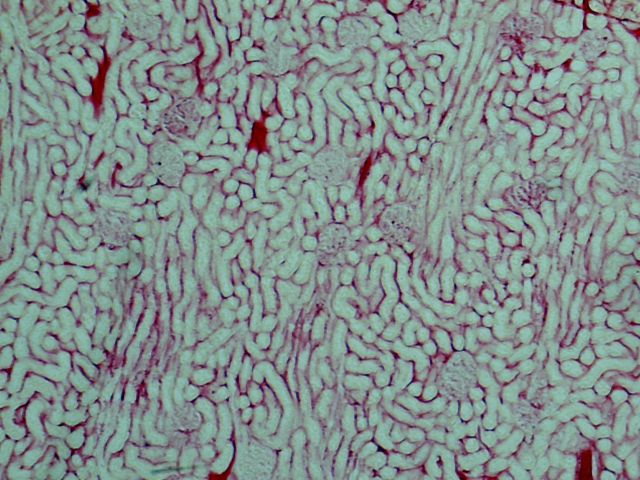 Rat Kidney Blood Vessels