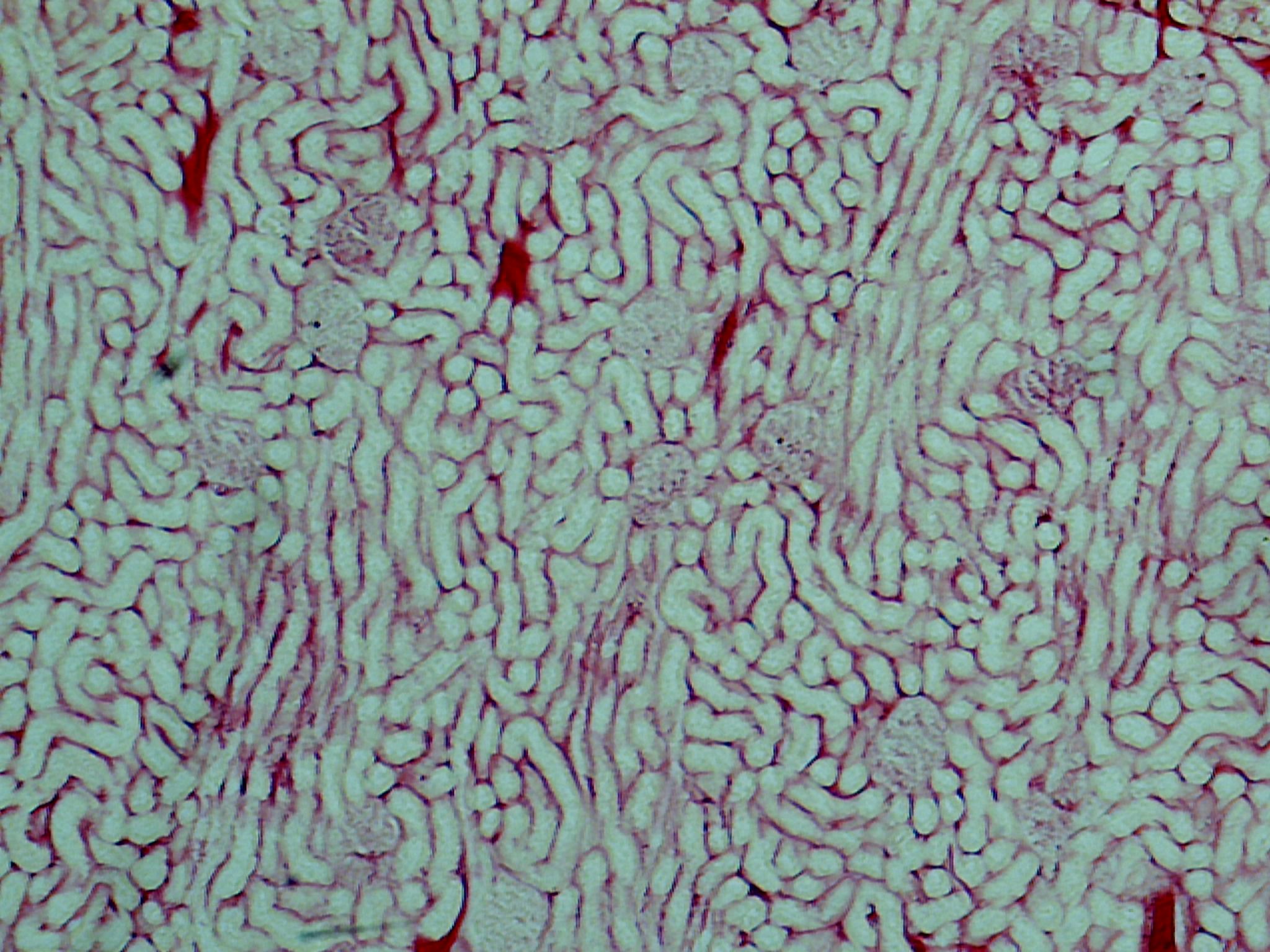 Rat Kidney Blood Vessels