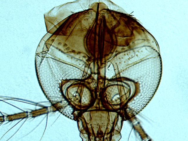 Mosquito