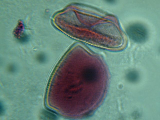 Pollen