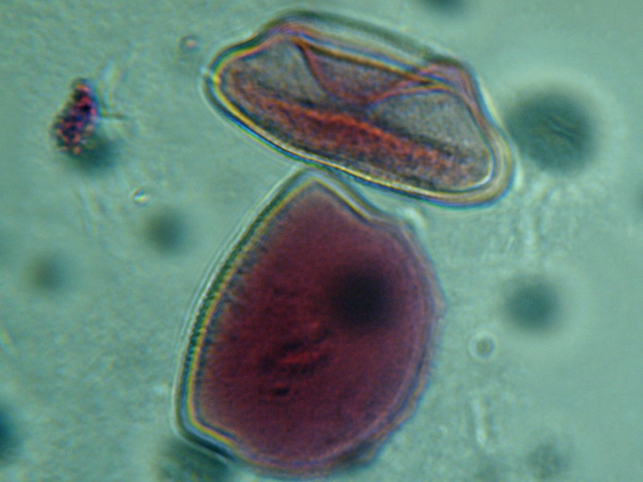 Pollen