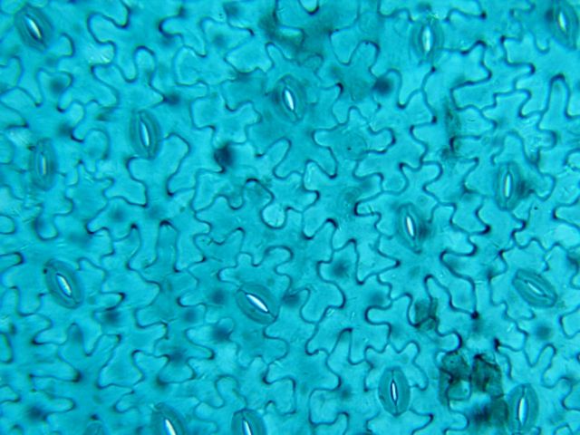 Vicia Dicot Leaf