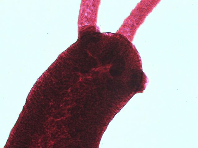 Hydra (genus)