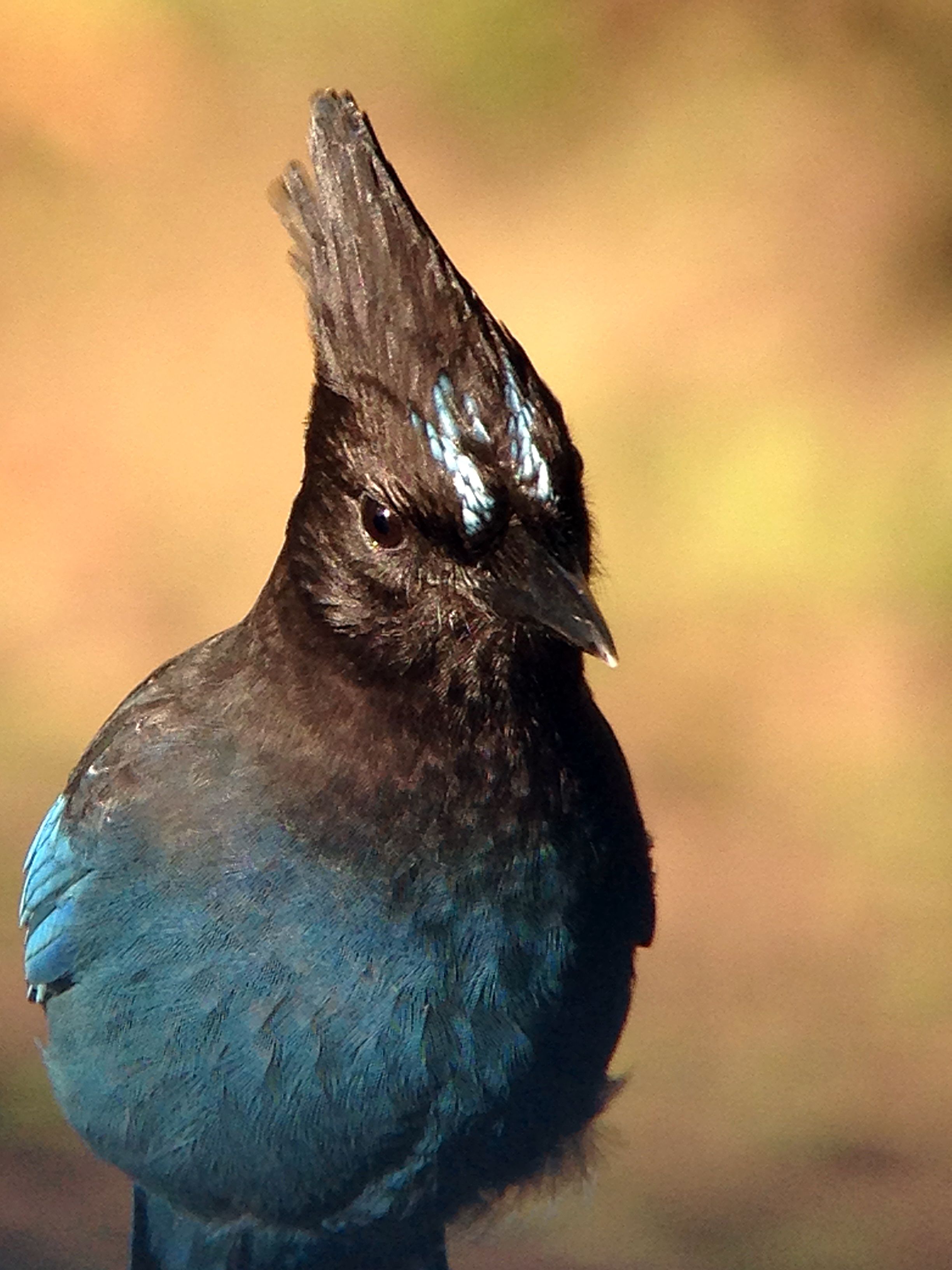 Stellar Jay Astronomy Pictures at Orion Telescopes
