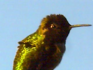 Humming Bird (approx 90 ft distance)