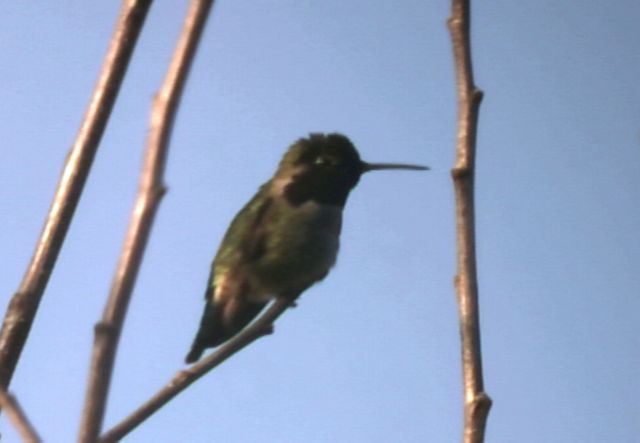 Humming Bird (approx 90 ft distance)