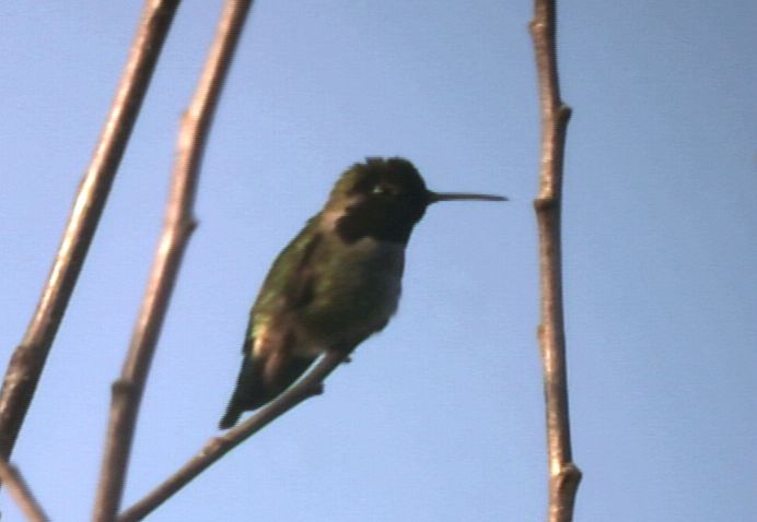 Humming Bird (approx 90 ft distance)