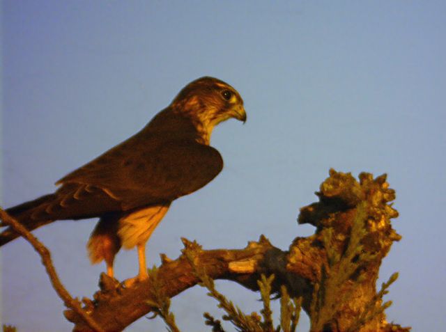 Bird of Prey (approx 500 ft distance)