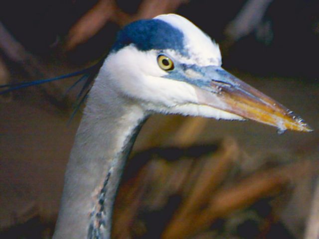 Heron (Terrestrial Wildlife)