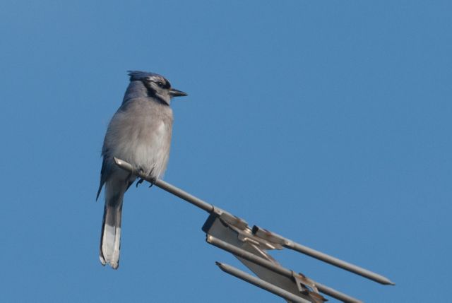 Blue Jay