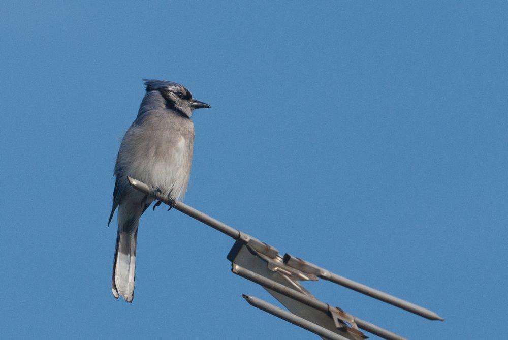 Blue Jay