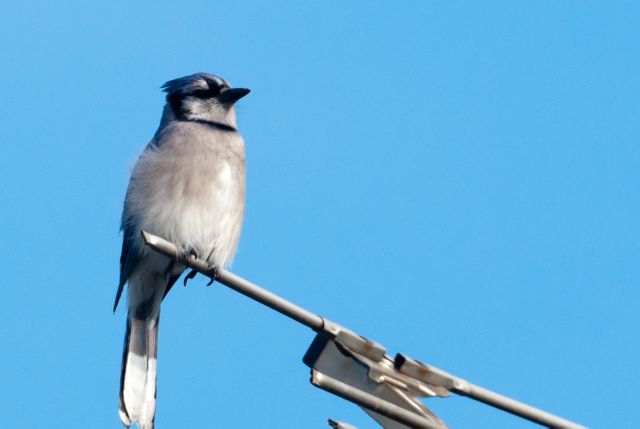 Blue Jay