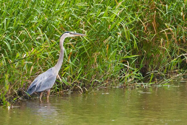 Great Blue Heron