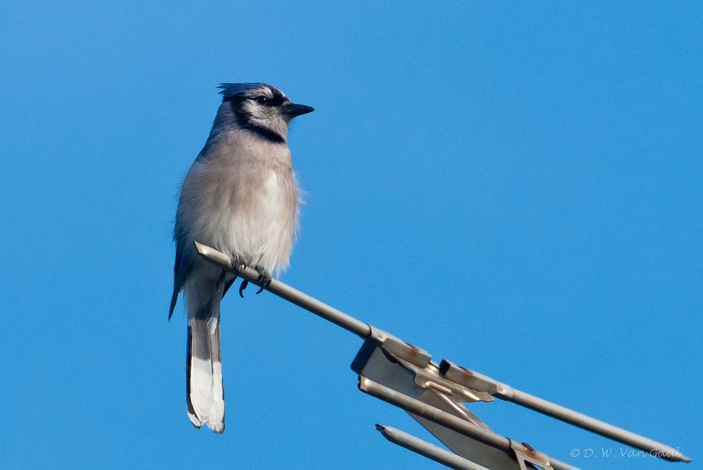 Blue Jay