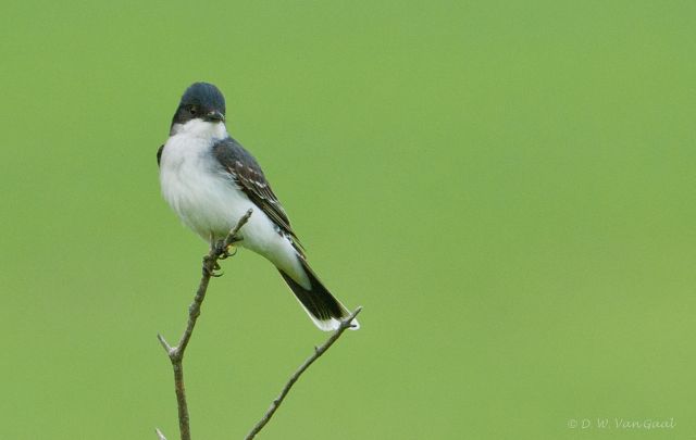 Eastern Kingbird