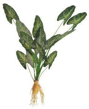 Seagarden Freshwater Plants