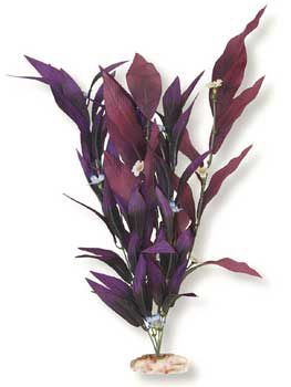 ColorBurst Florals African Sword Plants
