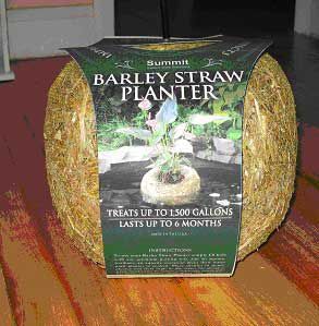 Summit Barley Straw Planter