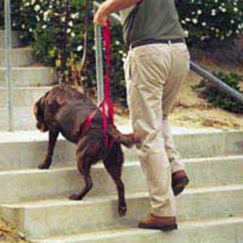 Bottom's Up Leash