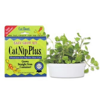 101919 - Catnip Plus