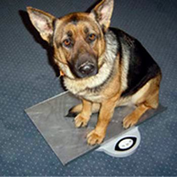 Redmon Pet Scale Large 24.75 X 15.75 X 2