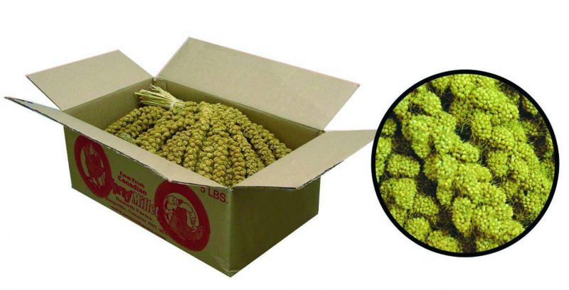FM Browns Golden Millet Spray Bird Treat 5lb