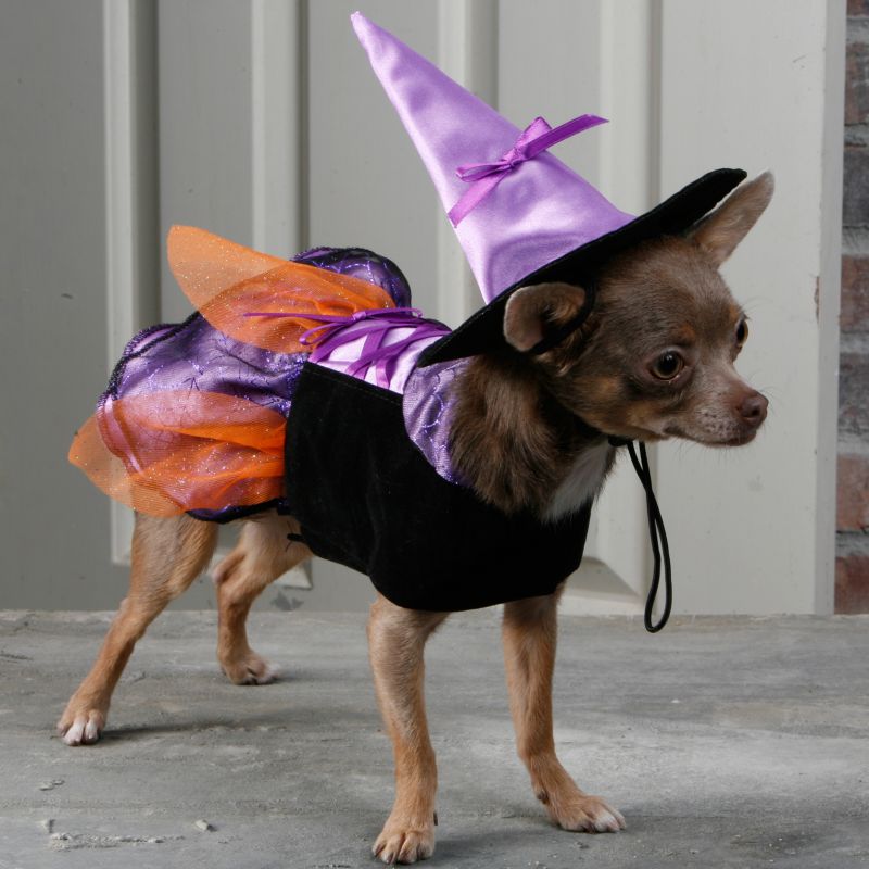 Paw Appeal Witch Dog Costume