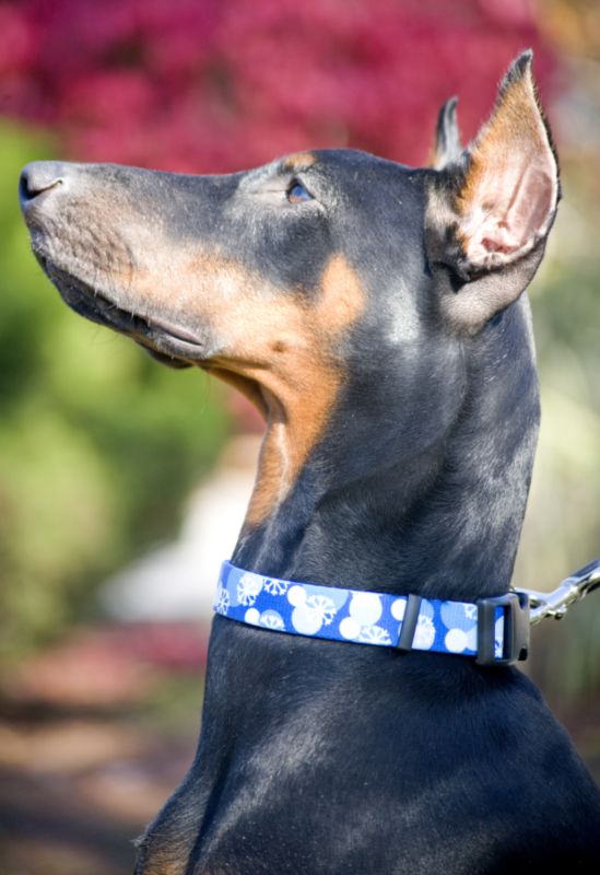 Snowflake Dog Collar 18-26In