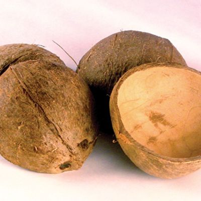 Coconut Half-Shell Bird Toy