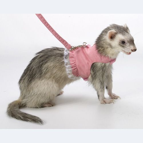 Marshall Ferret Fashion Dress Lead