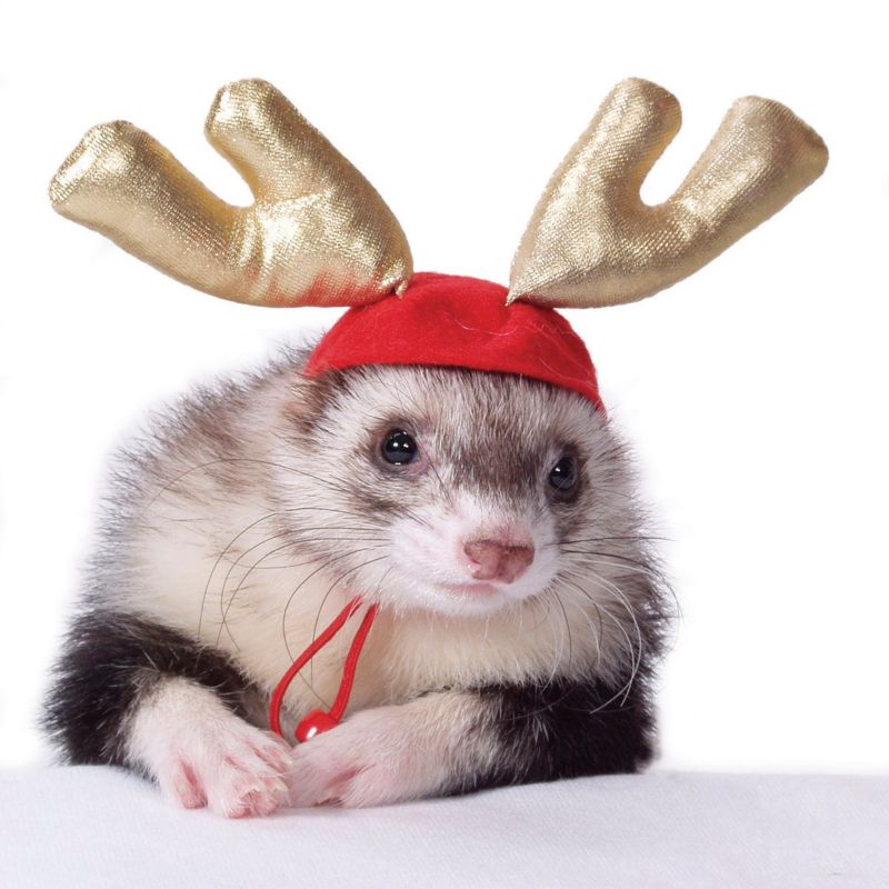 Marshall Ferret Holiday Antlers