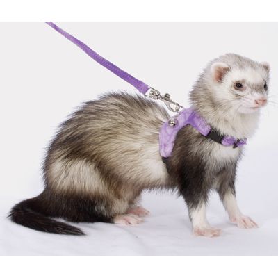 Marshall Walking Jacket for Ferrets