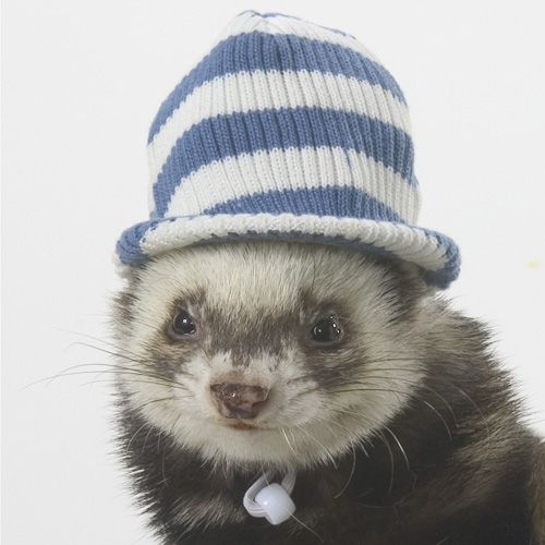 Marshall Ferret Visor Cap