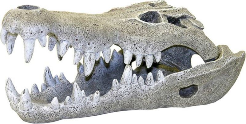 Blue Ribbon Nile Crocodile Skull Ornament