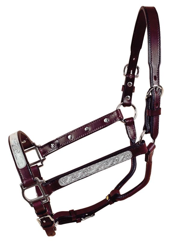 Tory Oklahoma Show Halter w/Lead