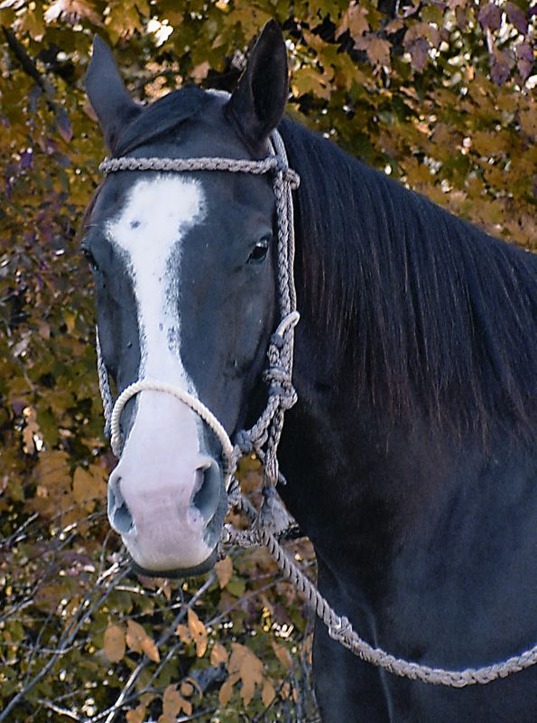 Mustang Braided Rope Breaking Hackamore