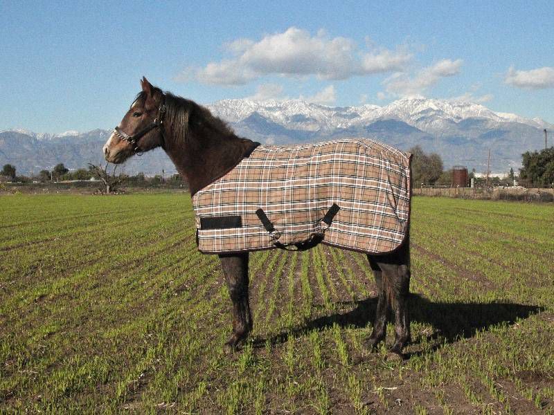 Kensington Weanling Poly Stable Sheet