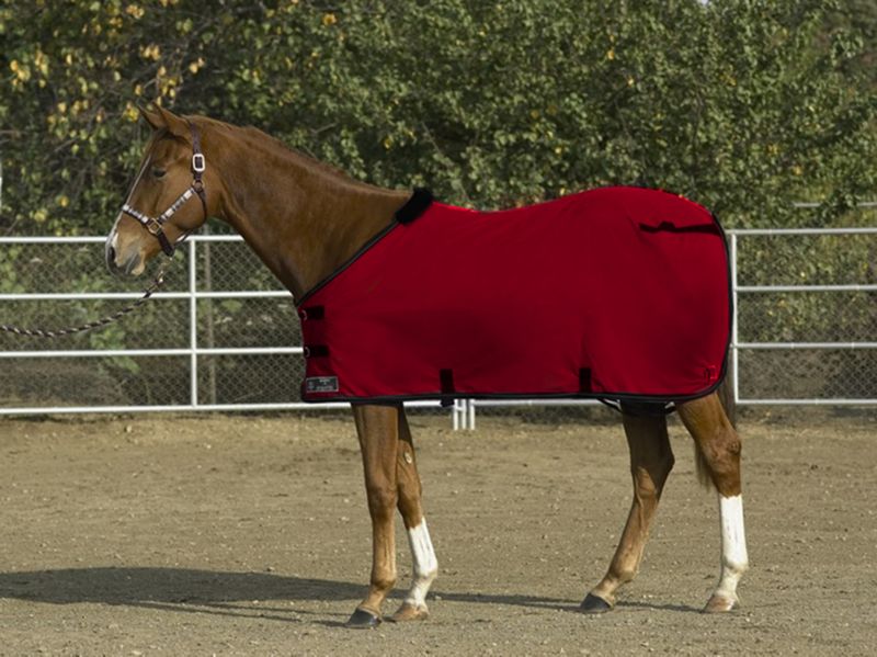 Kensington Weanling Egyptian Cotton Stable Sheet