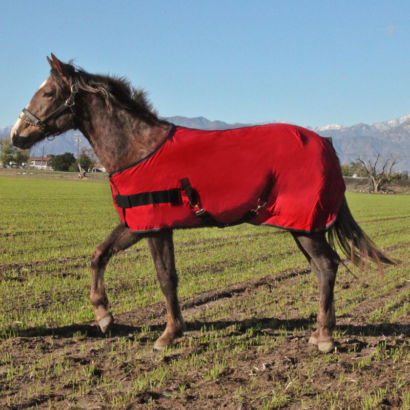 Kensington Yearling Egyptian Cotton Stable Sheet